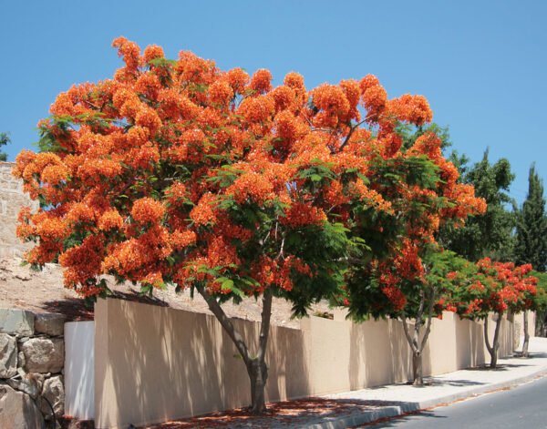 Delonix trees - Image 2
