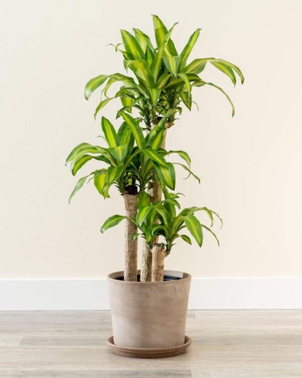 Dracaena fragrans - Image 6