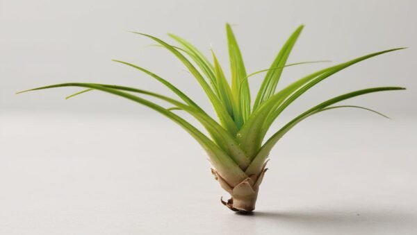 Areca Palm (1.5 m Height) - Image 3