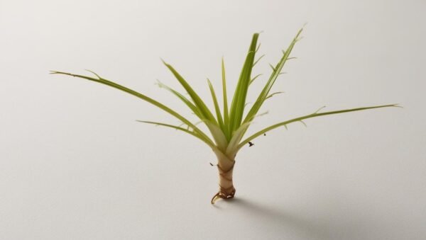 Areca Palm (1.5 m Height) - Image 2