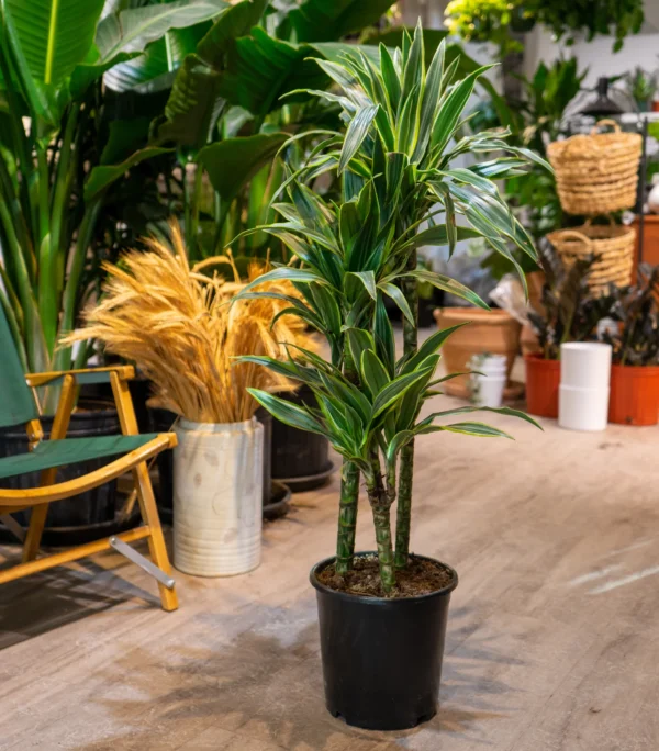 dracaena warneckii (1.5CM H) - Image 5