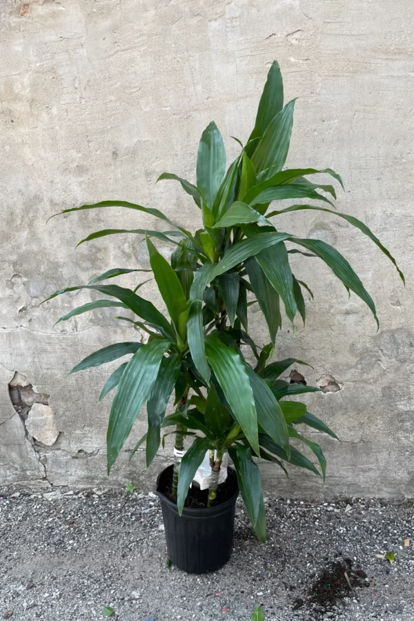 dracaena warneckii (1.5CM H) - Image 2