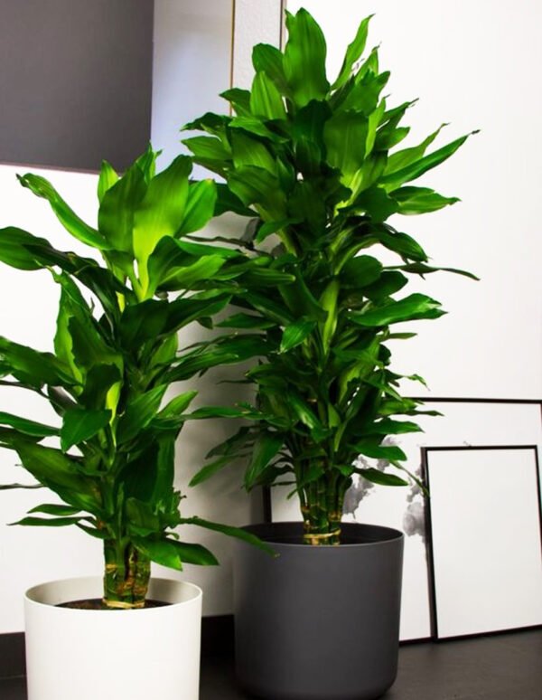Dracaena fragrans - Image 2