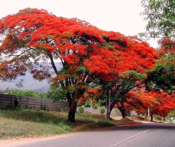 Delonix trees - Image 3