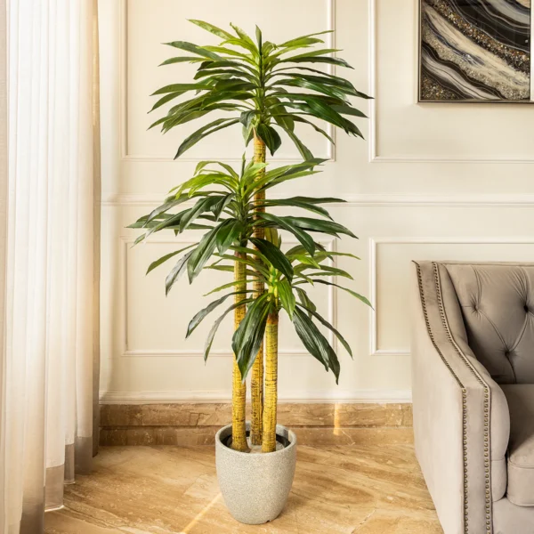 Dracaena fragrans - Image 4
