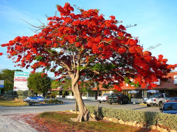Delonix trees - Image 6