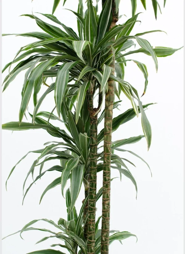 dracaena warneckii (1.5CM H) - Image 3