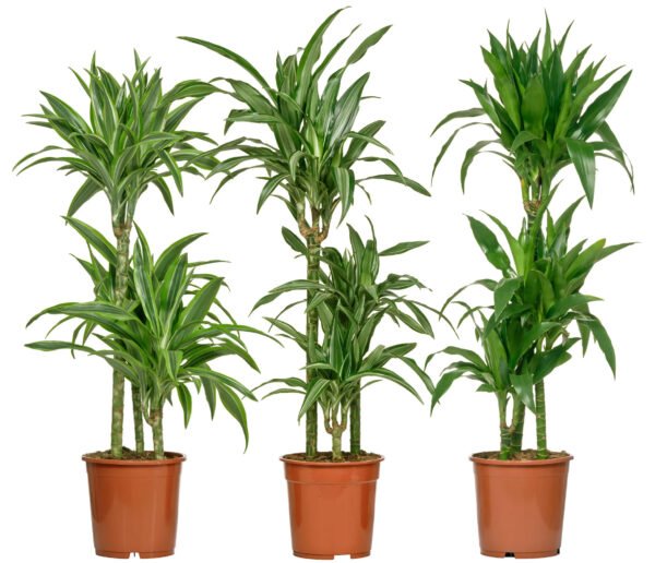 dracaena warneckii (1.5CM H)