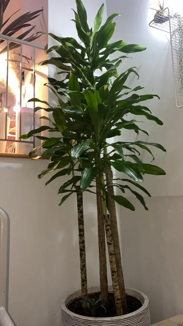 Dracaena fragrans - Image 3