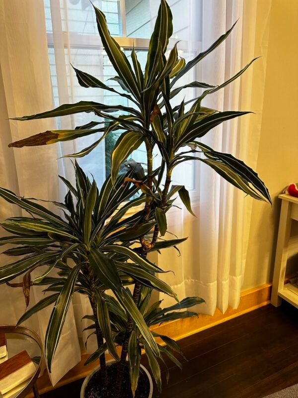dracaena warneckii (1.5CM H) - Image 4