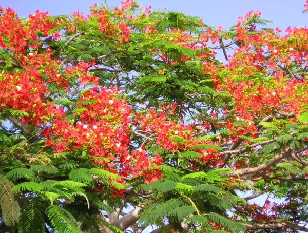 Delonix trees - Image 5