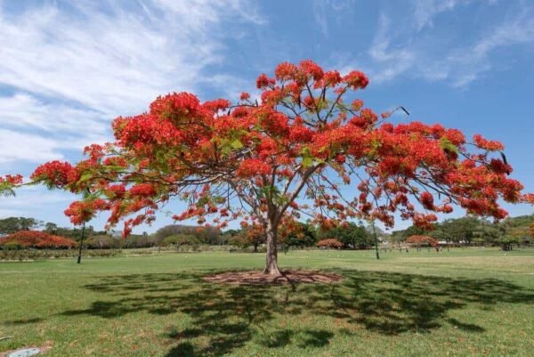 Delonix trees - Image 4