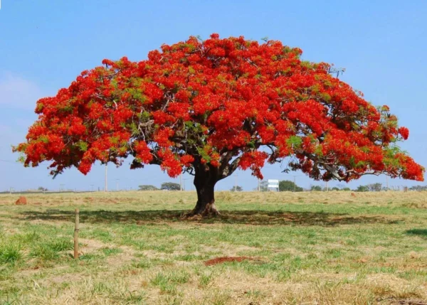 Delonix trees