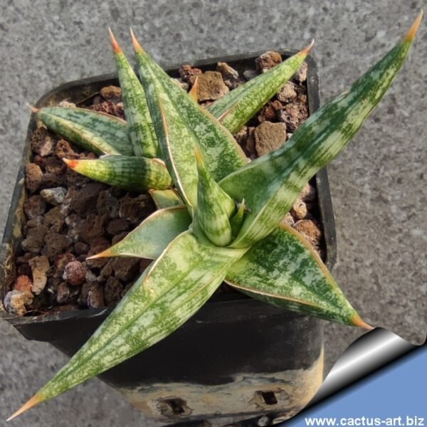 Table top snake plants - Image 2