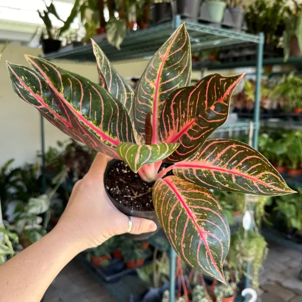 aglaonema Sumatra - Image 5