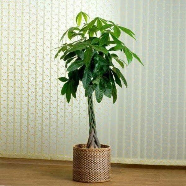 pachira plants - Image 2