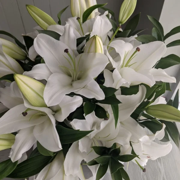 Lily plant (60-80cm H) - Image 3