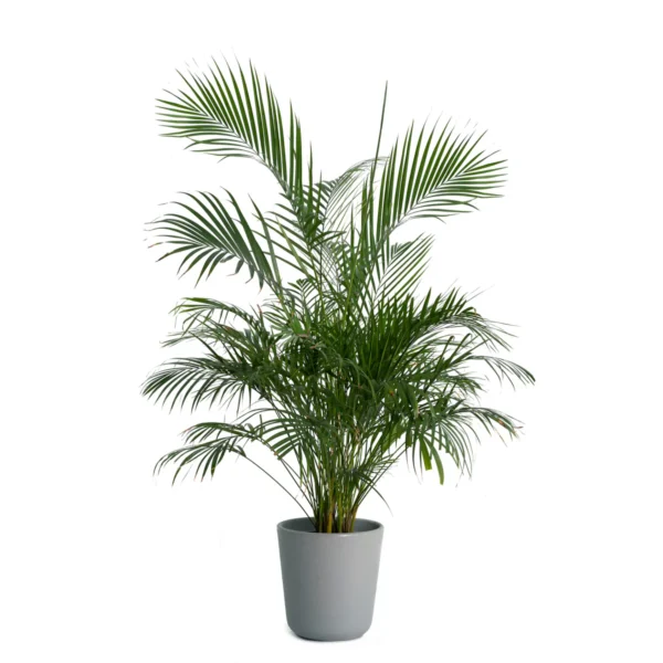 howea forsteriana (1.5CM H) - Image 3