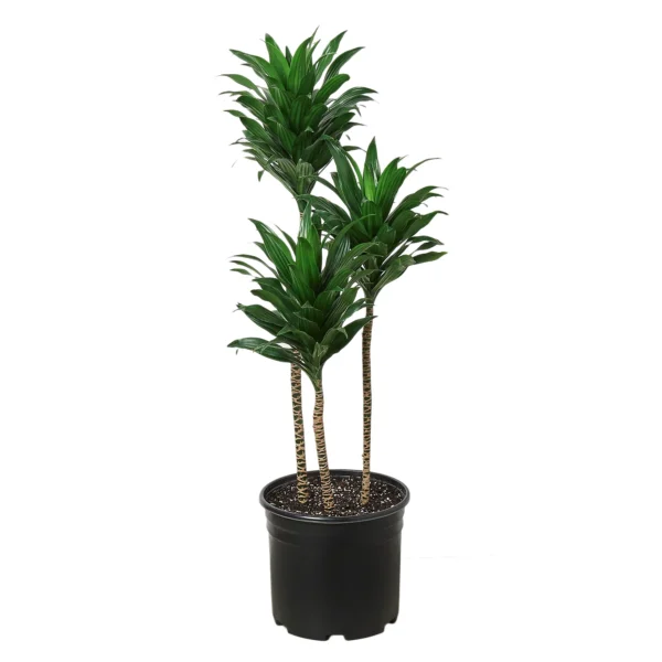 Janet Craig  plant - Image 4