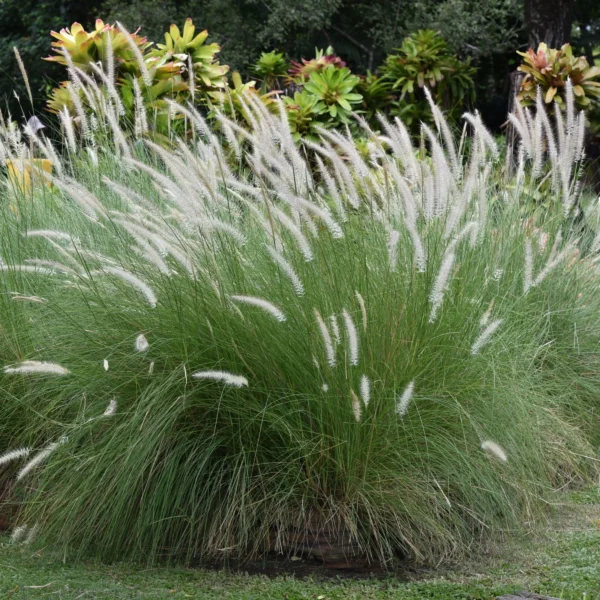 Pennisetum - Image 4