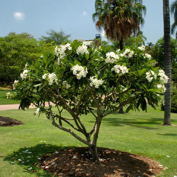 Plumeria - Image 4