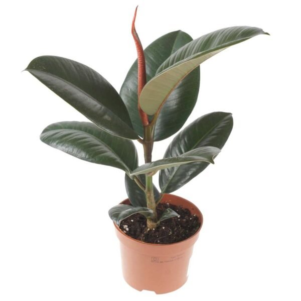 Ficus Robusta - Image 6