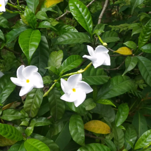 Tabernaemontana Divaricata, Crape Jasmine - Image 4