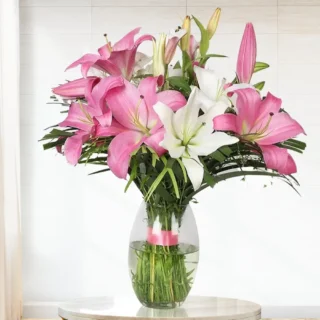 Lily plant (60-80cm H)