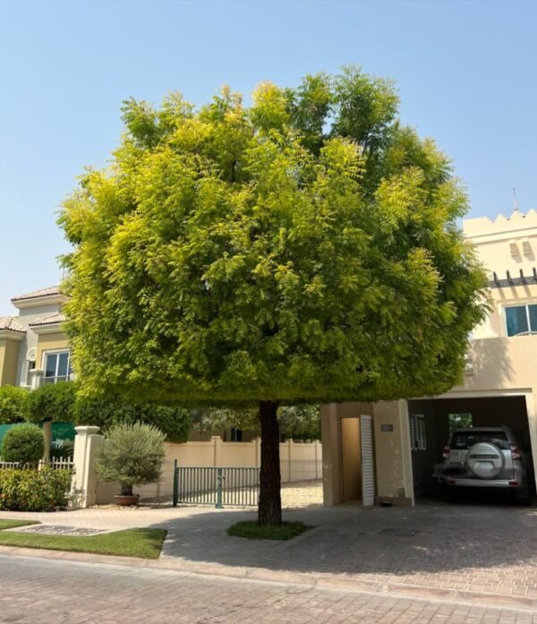 Neem Trees - Image 3