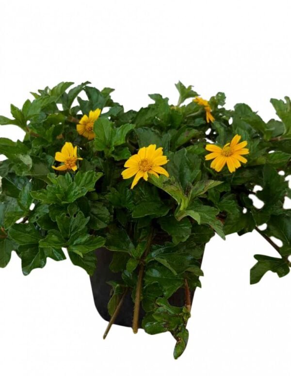 Vadelia plants - Image 3