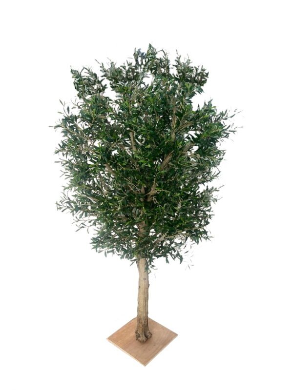 Kentia Plants (1.5cm Hight) - Image 6