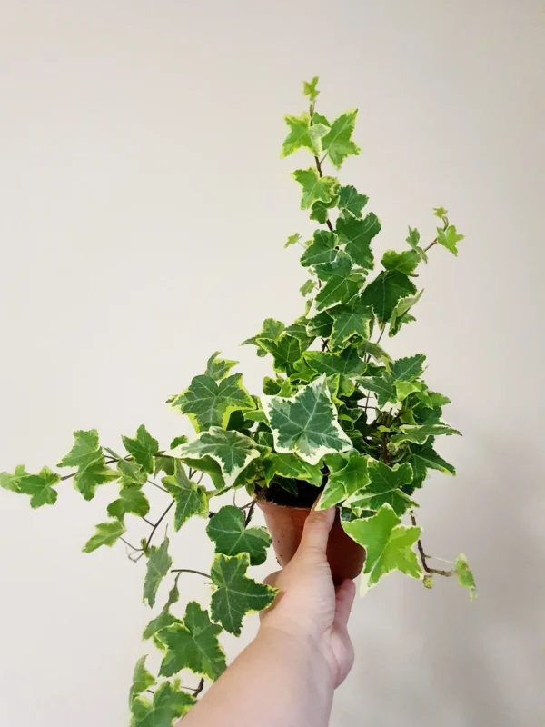 Hedera hilex - Image 2