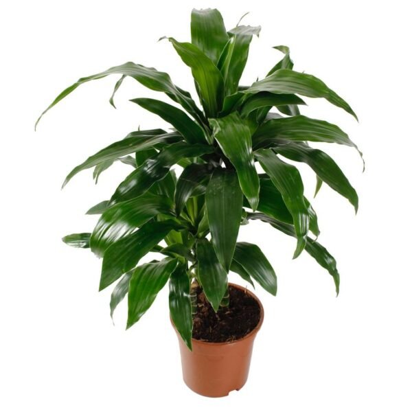 Janet Craig  plant - Image 3