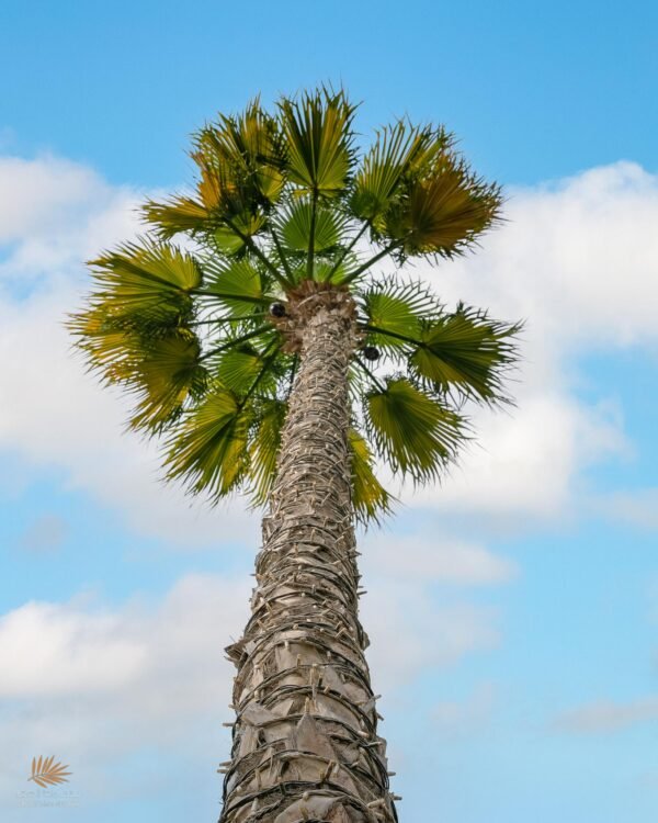 WASHINGTONIA - Image 7