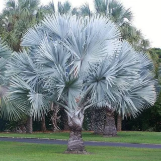 Silver palm plants