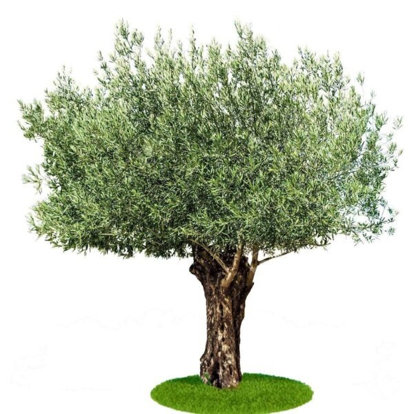 Olive trees - Image 5