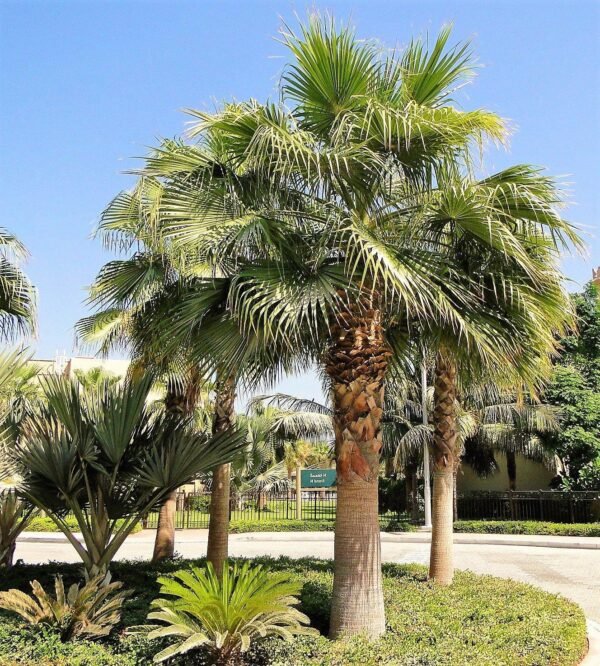 WASHINGTONIA - Image 2