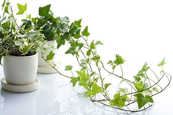Hedera hilex - Image 3