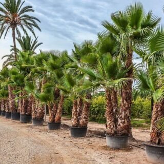 WASHINGTONIA