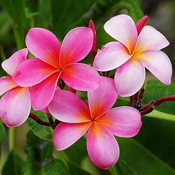 Plumeria - Image 5
