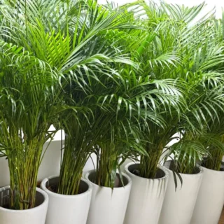 Damas Plant