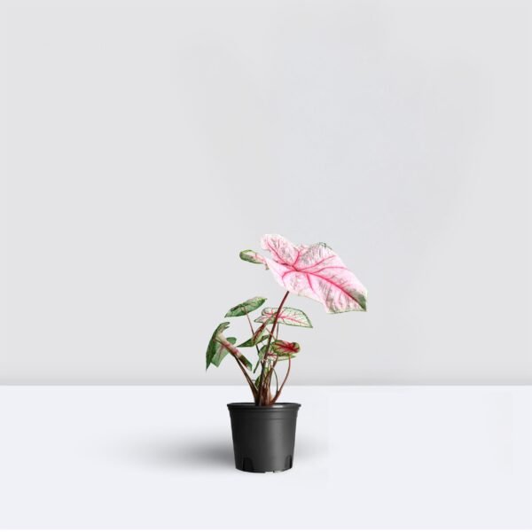 Caladiums - Image 5