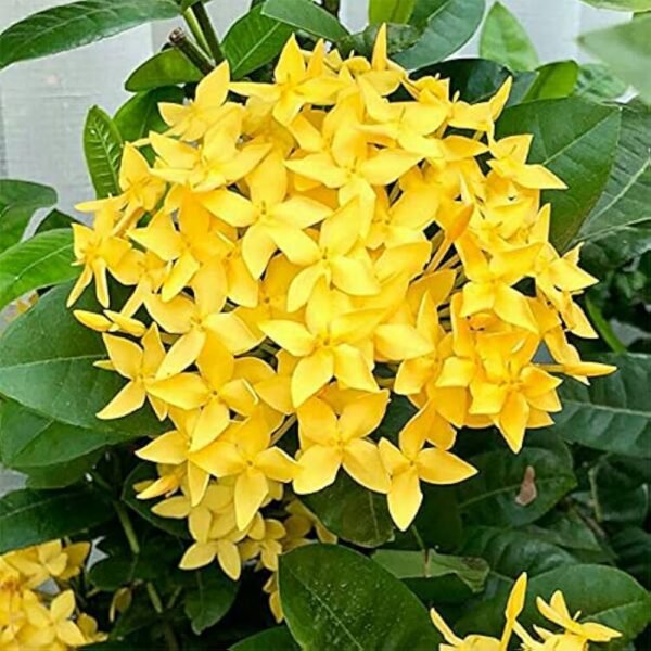 Live medium Ixora - Image 6