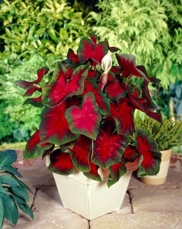 Caladiums - Image 2