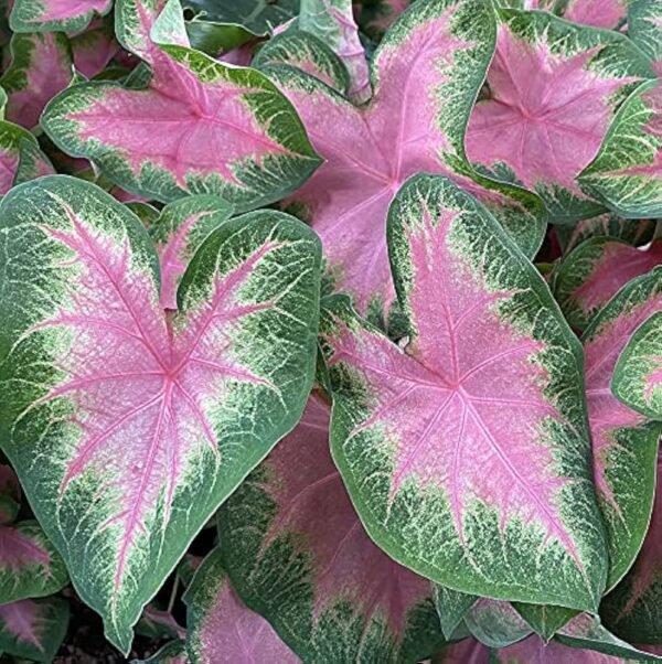 Caladiums - Image 3