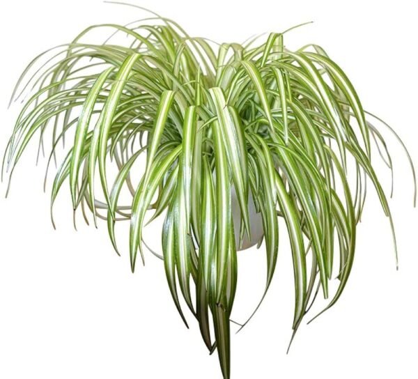 Chlorapytum - Image 4