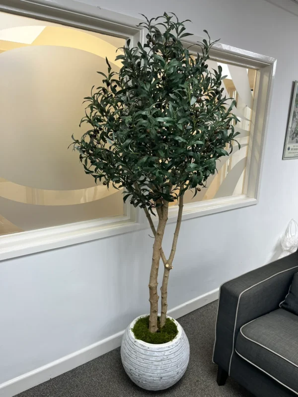Kentia Plants (1.5cm Hight) - Image 2