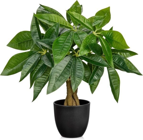 pachira plants - Image 4