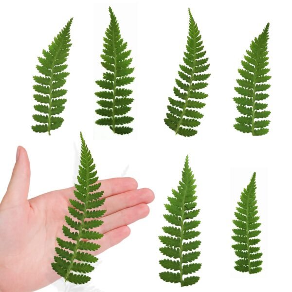 Fern Leaves - Image 8