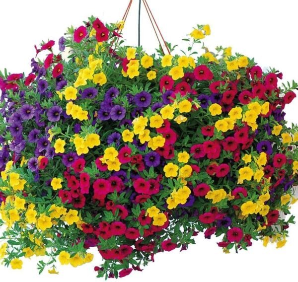 Petunia - Image 2